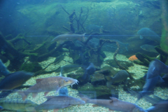 Tropicarium_Csodak-Palotaja-61