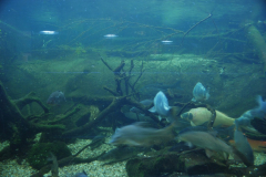 Tropicarium_Csodak-Palotaja-63