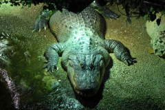 Tropicarium_Csodak-Palotaja-66