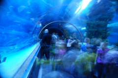 Tropicarium_Csodak-Palotaja-67