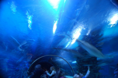 Tropicarium_Csodak-Palotaja-68