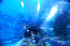 Tropicarium_Csodak-Palotaja-69