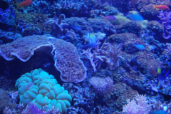 Tropicarium_Csodak-Palotaja-70