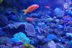 Tropicarium_Csodak-Palotaja-71