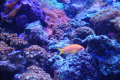 Tropicarium_Csodak-Palotaja-72
