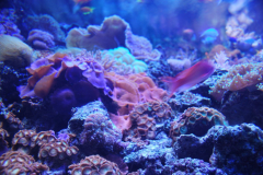 Tropicarium_Csodak-Palotaja-73