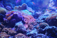 Tropicarium_Csodak-Palotaja-74