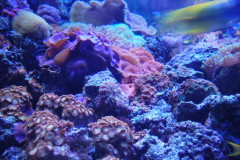 Tropicarium_Csodak-Palotaja-75