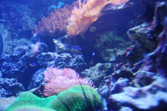 Tropicarium_Csodak-Palotaja-76
