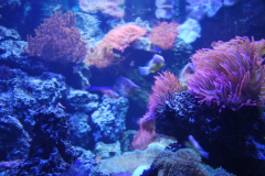 Tropicarium_Csodak-Palotaja-77