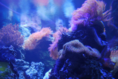 Tropicarium_Csodak-Palotaja-78