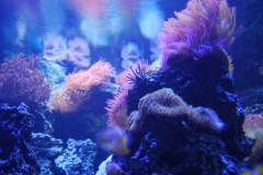 Tropicarium_Csodak-Palotaja-79