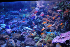 Tropicarium_Csodak-Palotaja-80