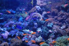 Tropicarium_Csodak-Palotaja-81