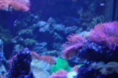Tropicarium_Csodak-Palotaja-82
